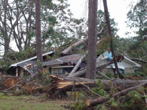 tree and house   